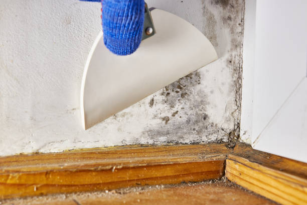Best Mold Damage Restoration  in Gardiner, ME